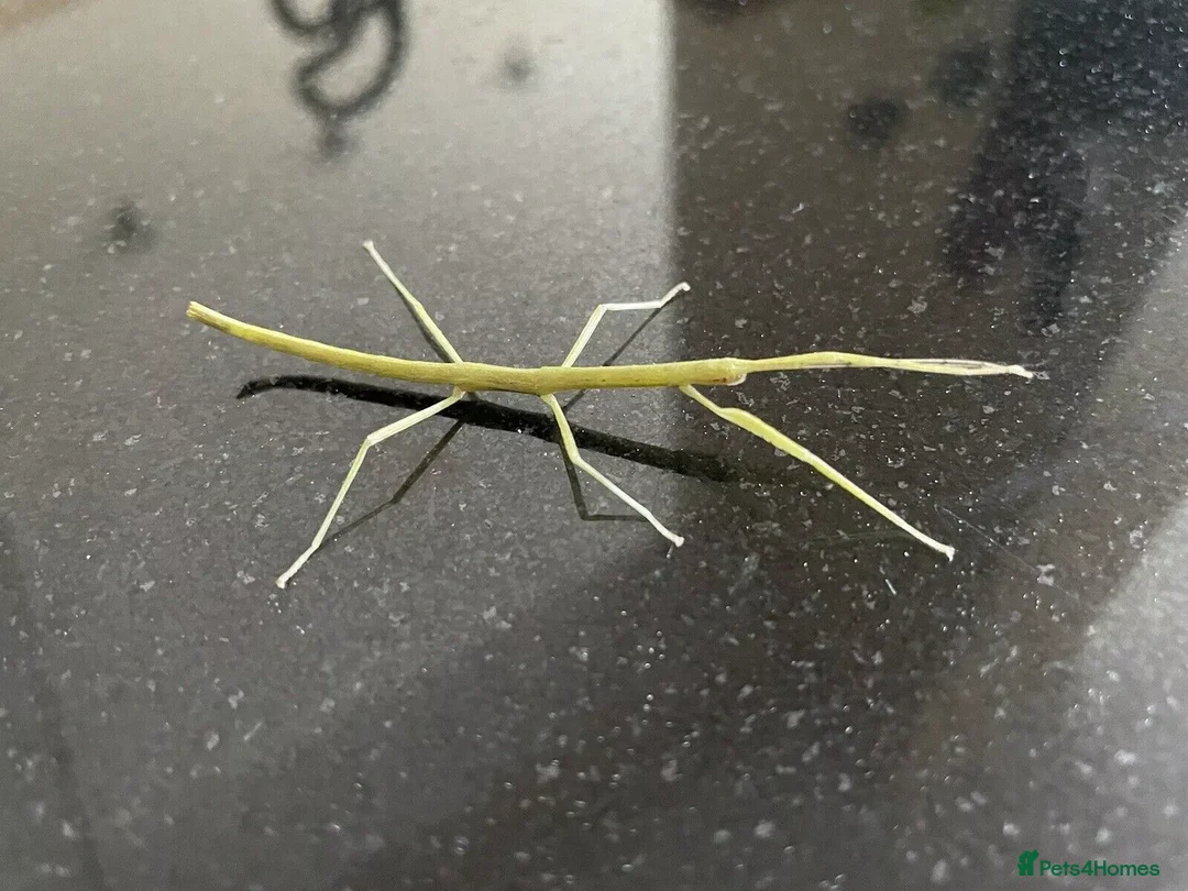 Stick Insects invertebrates for sale: Indian Stick Insects buy 5 get 3 free - Image 1