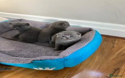 Scottish Fold cats for sale: Waiting for a Warm Heart:Scottish Fold for Sale - Image 6