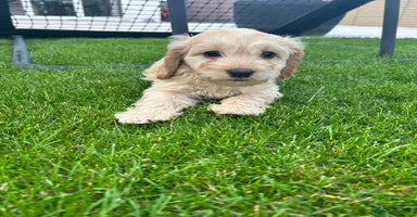 Cockapoo dogs - Advert 7