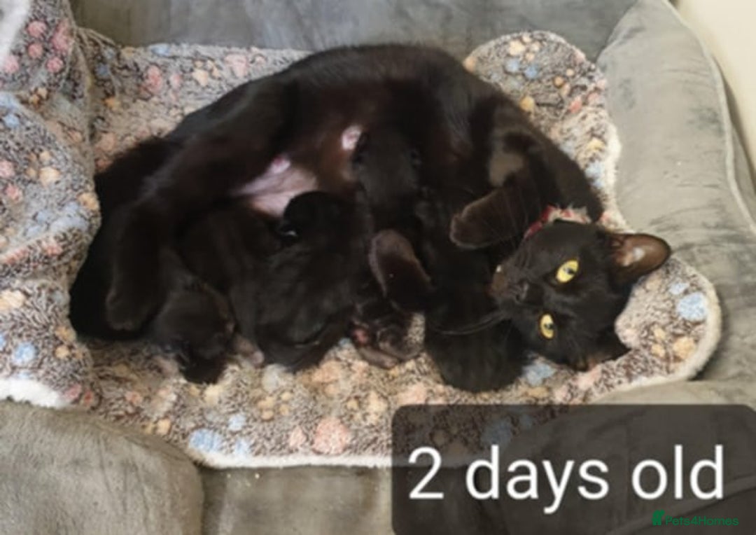 Mixed Breed cats for sale: 5 sweet and purr-fect chocolate brownie babies 🐾 - Image 6
