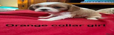 Orange collar girl