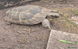 Tortoise reptiles for sale: Spur thighed tortoise female - Image 3