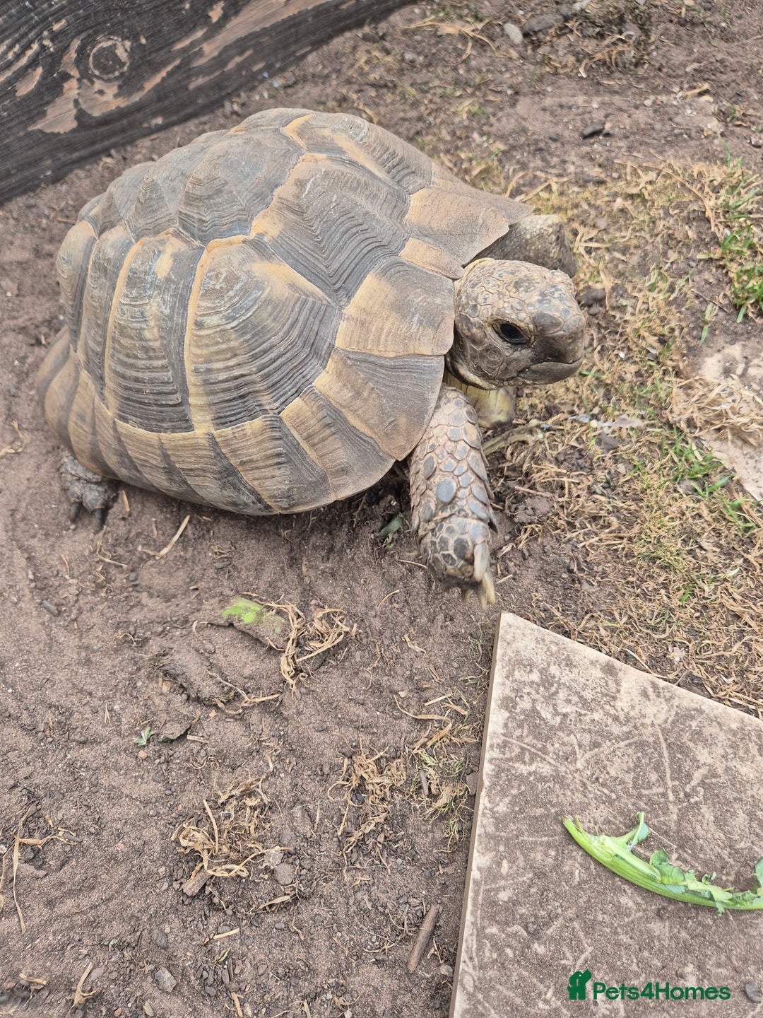 Tortoise reptiles for sale: Spur thighed tortoise female - Image 3