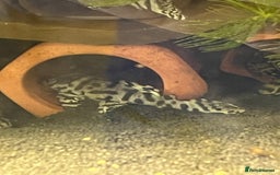 Plecos fish for sale: L236sw Pleco. 1” & 2”-3”  - Image 8
