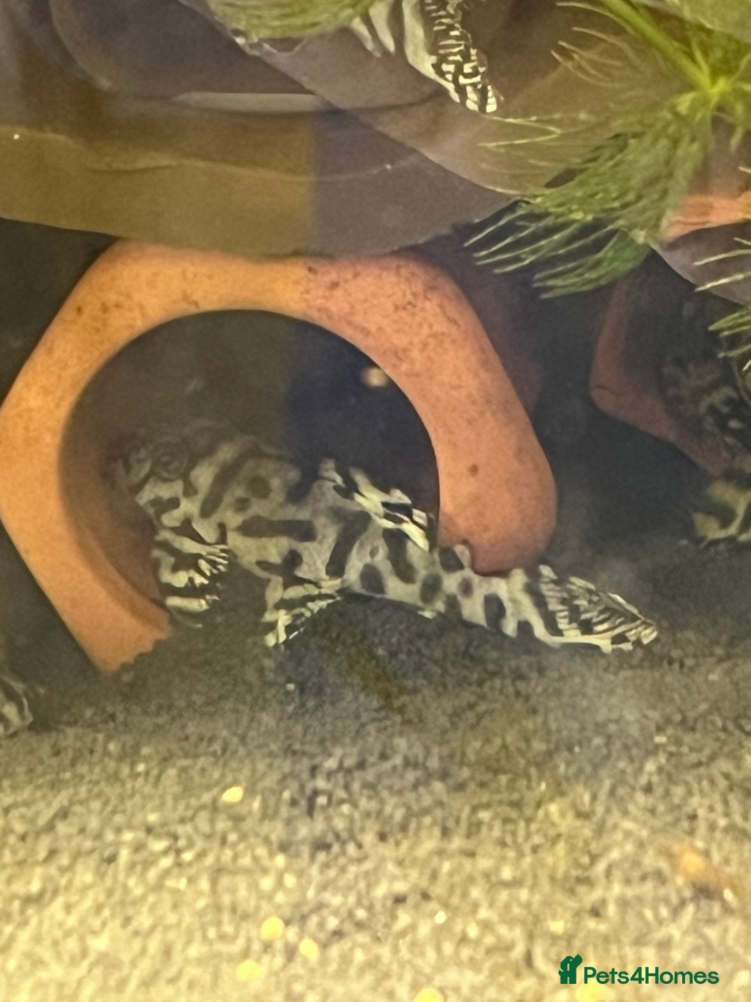 Plecos fish for sale: L236sw Pleco. 1” & 2”-3”  - Image 8