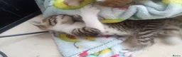 Mixed Breed cats for sale: Litter of 5 kittens  - Advert 5
