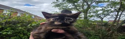 Mixed Breed cats for sale: Kittens in Runcorn - Advert 9