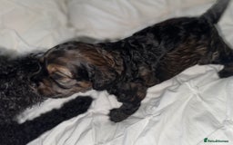 Cockapoo dogs for sale: black sable cockapoo girl  - Advert 30