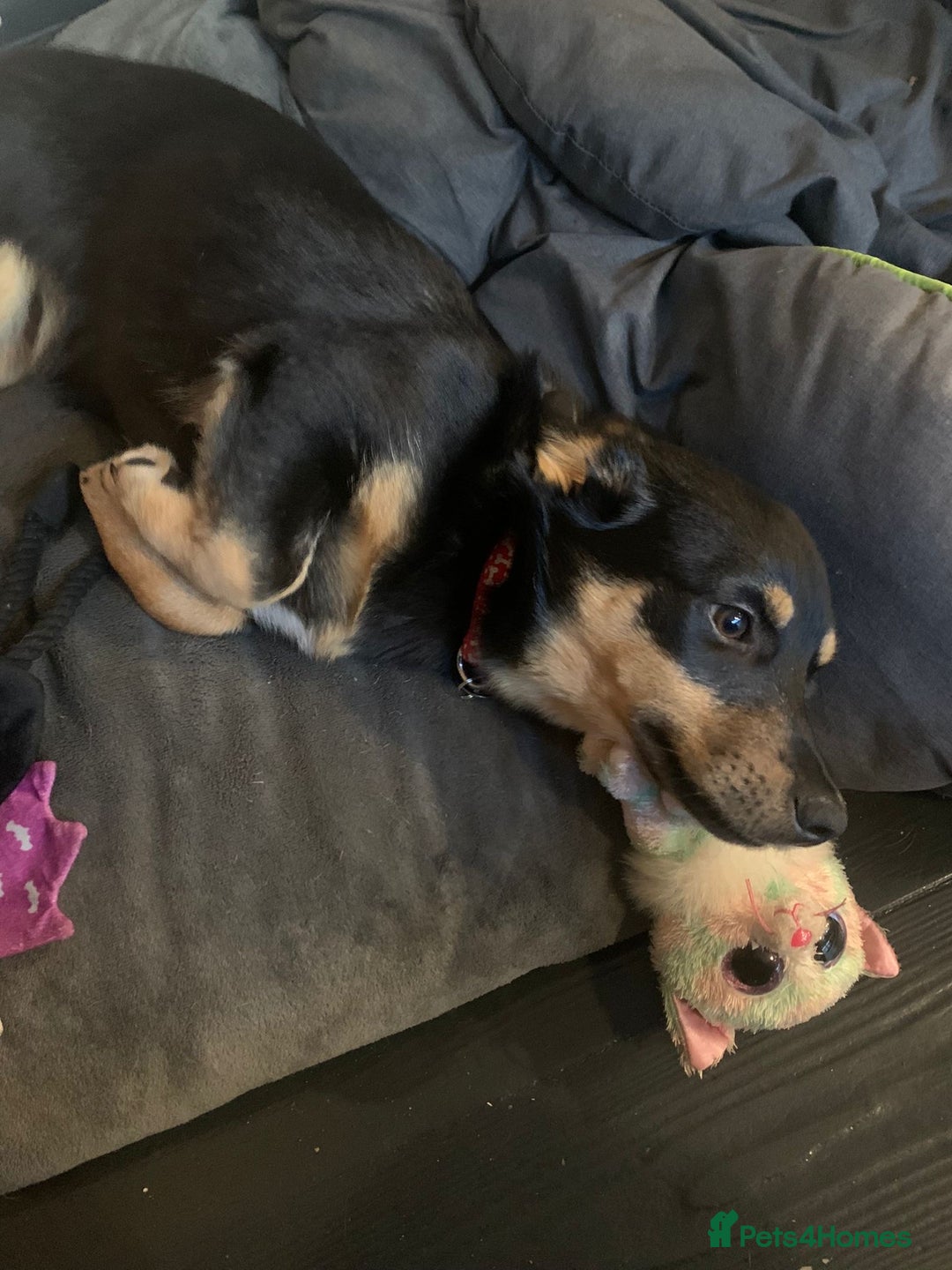 Mixed Breed dogs for adoption: Jackson  - Advert 5