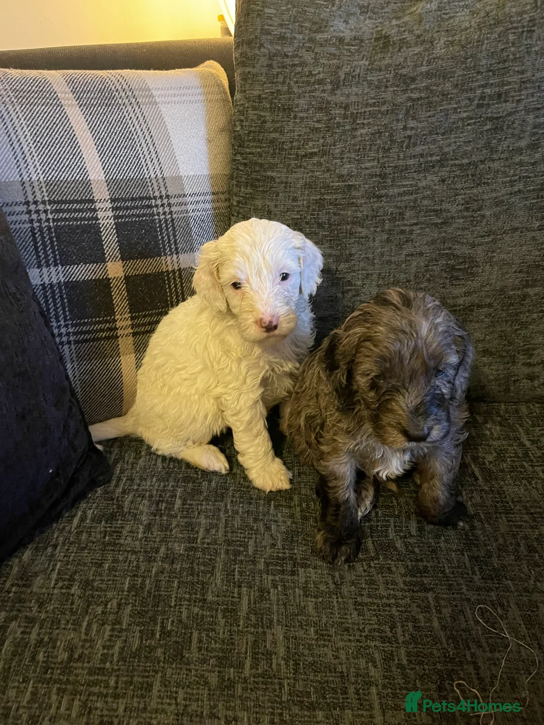 Cockapoo dogs for sale: f1 stunning toy cockerpoo  - Advert 7