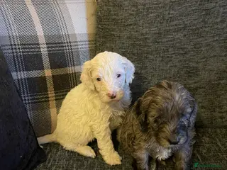 Cockapoo dogs f1 stunning miniature dna cockerpoo - Advert 6