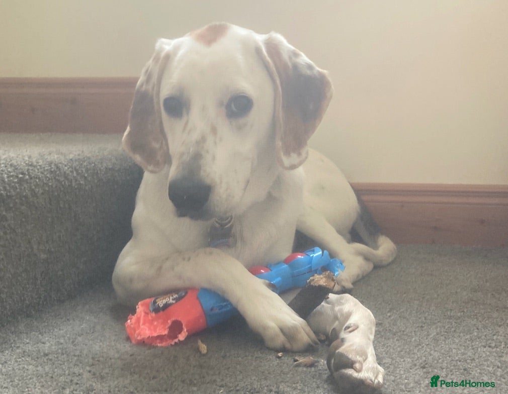 Mixed Breed dogs Foxhound - 8 Months - Male - Advert 6