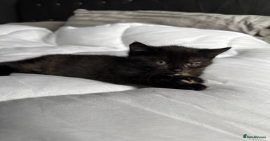 Mixed Breed cats - Advert 3