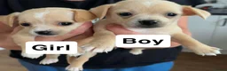 Chihuahua dogs for sale: Stunning Litter of Chihuahua Puppies for Sale in Manchester - Advert 8