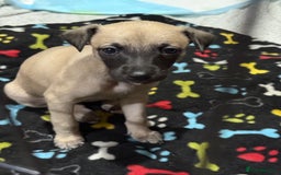 Whippet dogs for sale: 5 whippet puppies  - Image 8