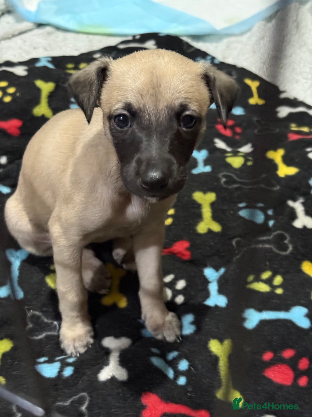 Whippet dogs for sale: 5 whippet puppies  - Image 8