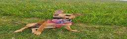Mixed Breed dogs for sale: Belgian malinois / saluki  in South Shields - Advert 2