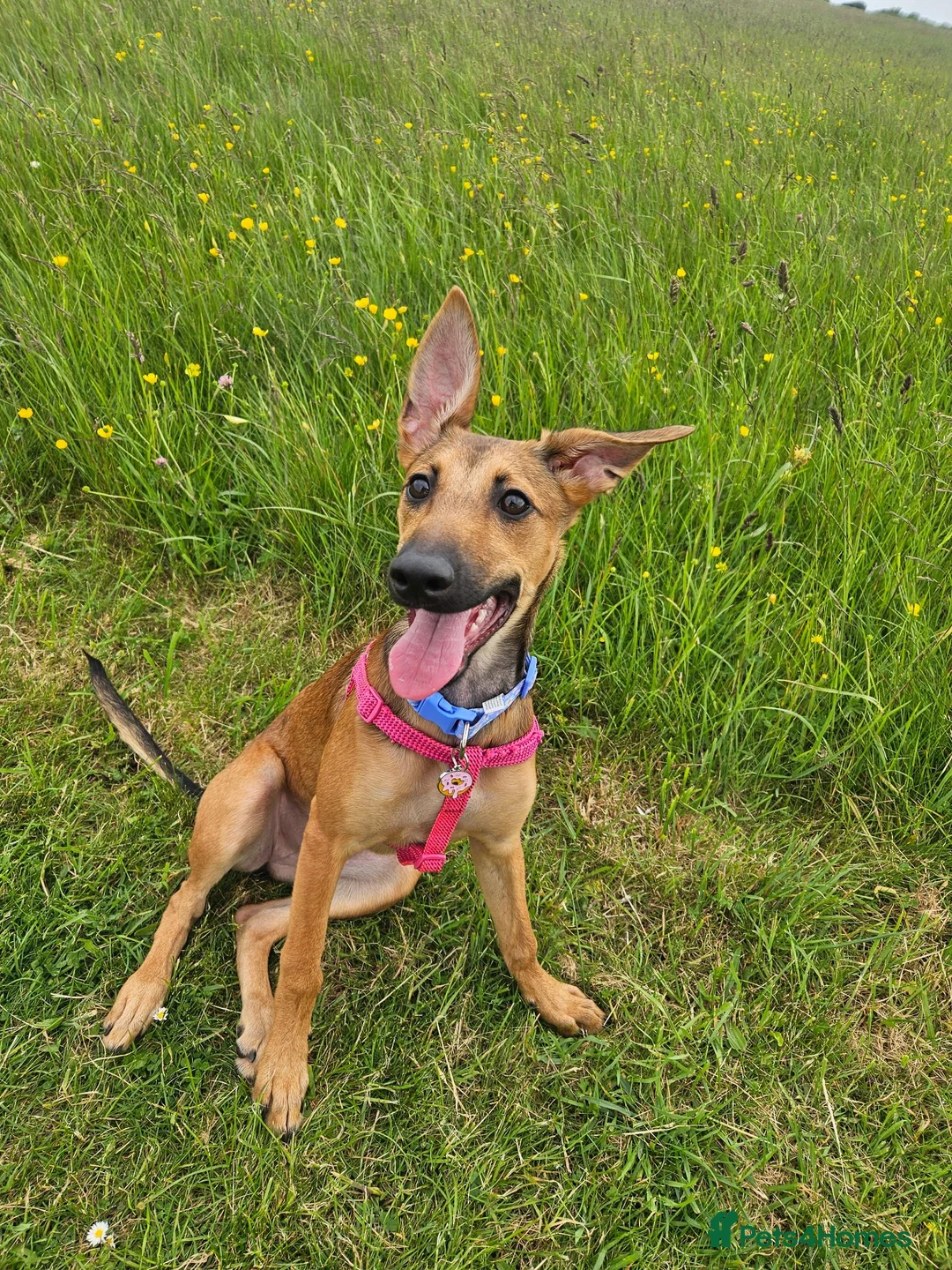Mixed Breed dogs for sale: Belgian malinois / saluki  in South Shields - Advert 2