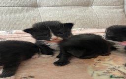 Mixed Breed cats for sale: 4 fluffy Russian blue mix kittens  - Image 7