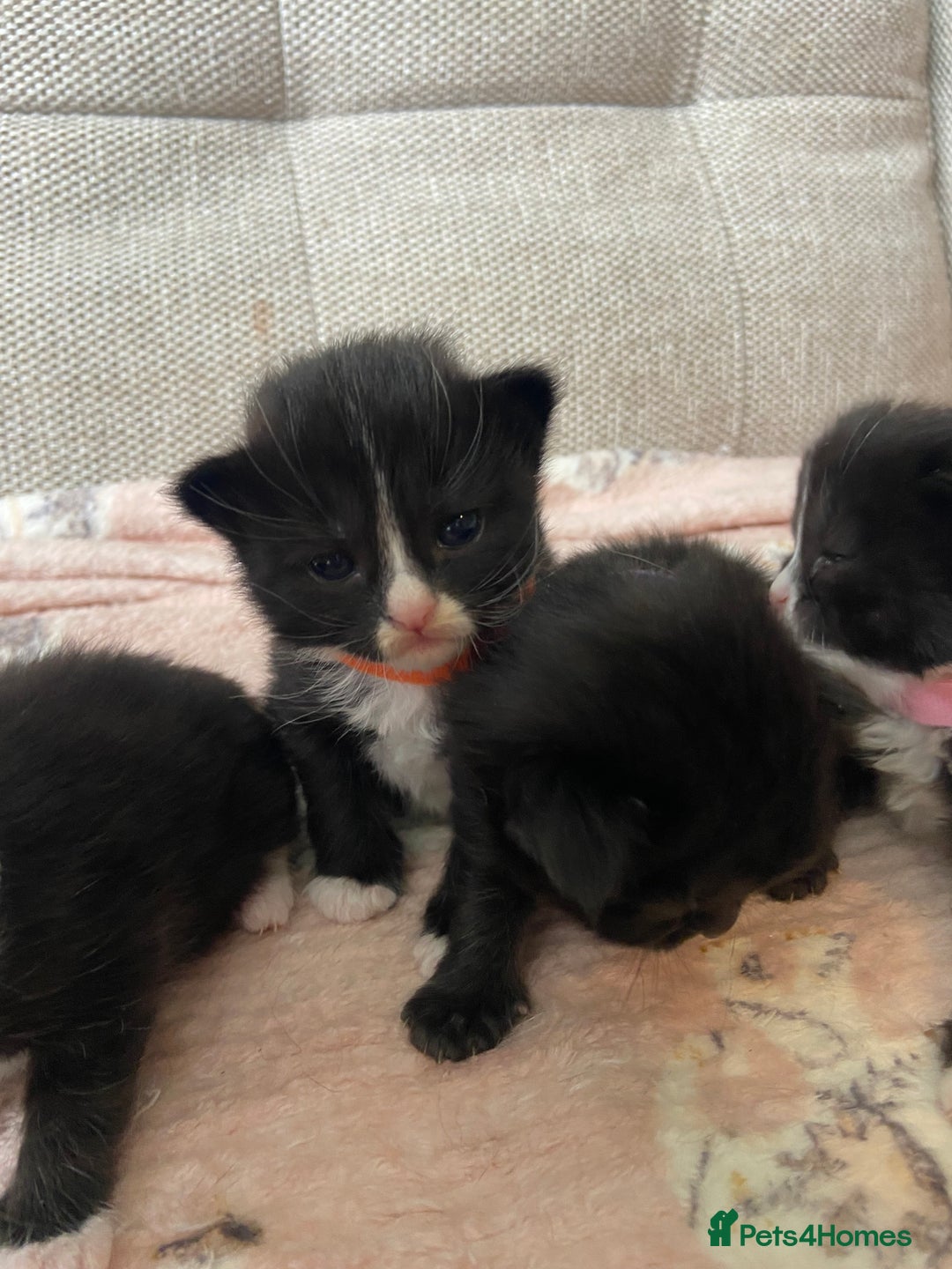 Mixed Breed cats for sale: 4 fluffy Russian blue mix kittens  - Image 7