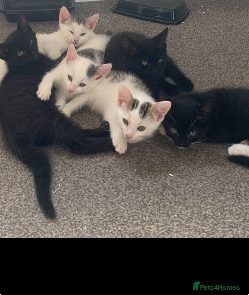 Mixed Breed cats Playful, cute, adventurous with manners lol - Advert 18