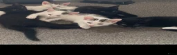 Mixed Breed cats for sale: Playful, cute, adventurous with manners lol - Advert 2
