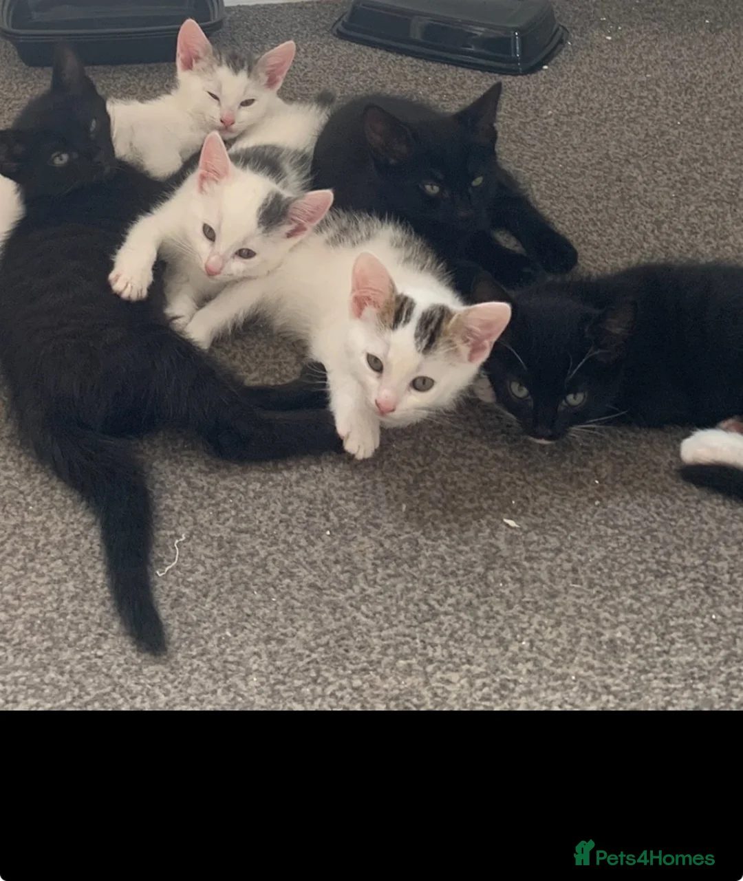 Mixed Breed cats for sale: Playful, cute, adventurous with manners lol - Advert 2