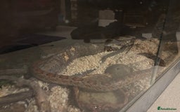 Corn Snake reptiles for sale: Corn snake with vivarium  - Image 2