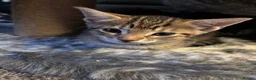 Bengal cats for sale: Beautiful bengal mix British short hair  Mainecoon - Advert 18
