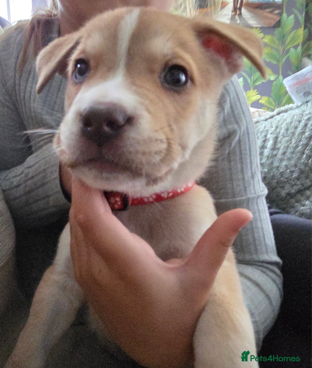 Mixed Breed dogs for sale: Akita mix - Image 8