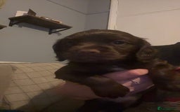 Cocker Spaniel dogs for sale: Working cocker spainel Puppys Ready to leave  - Image 28