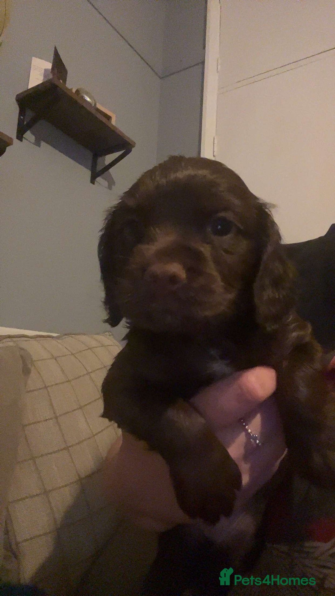 Cocker Spaniel dogs for sale: Working cocker spainel Puppys Ready to leave  - Image 28