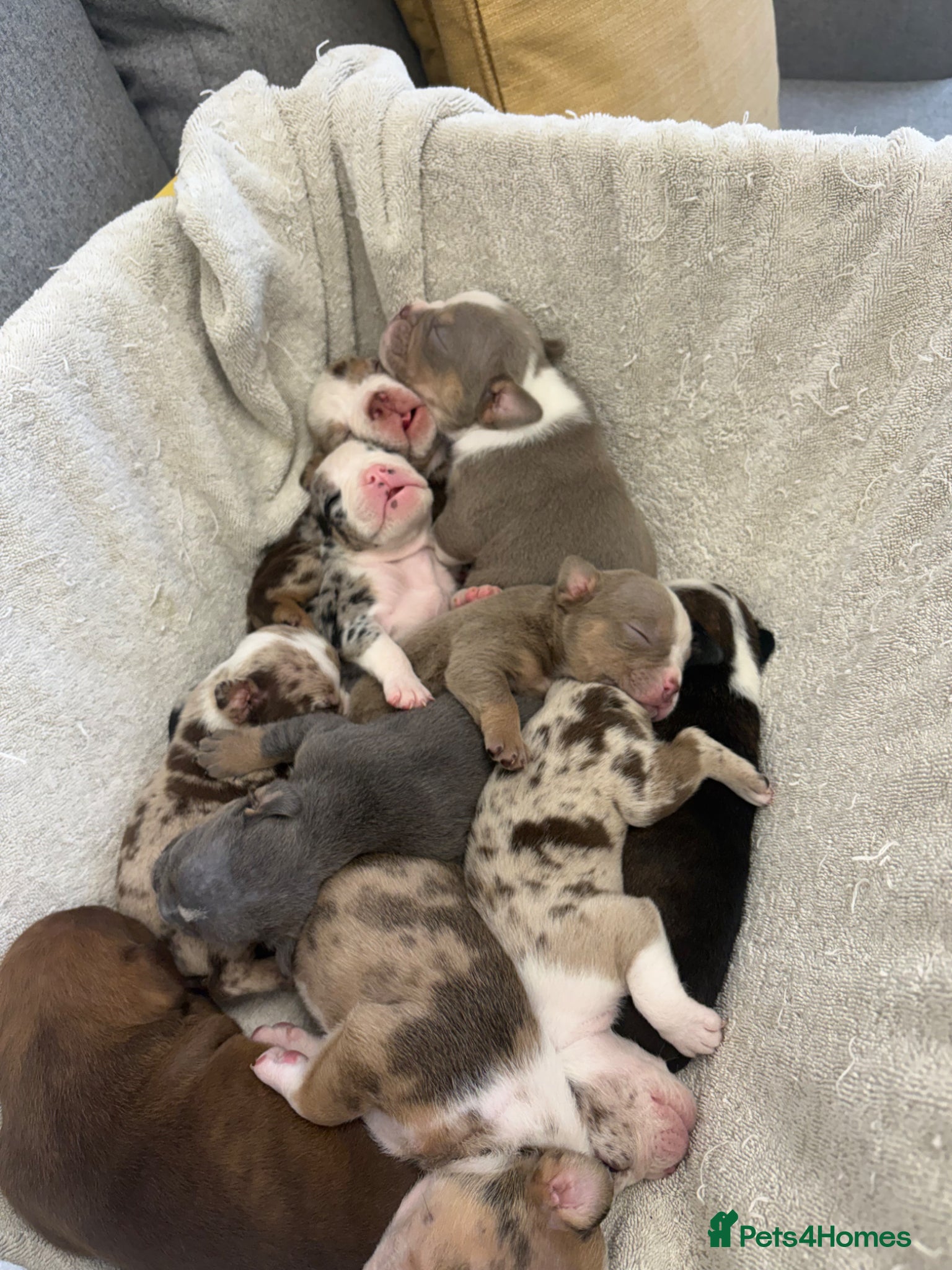 English Bulldog dogs for sale: ENGLISH BULLDOGS!  - Advert 6