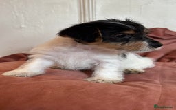 Jack Russell dogs for sale: last little girl - Image 3