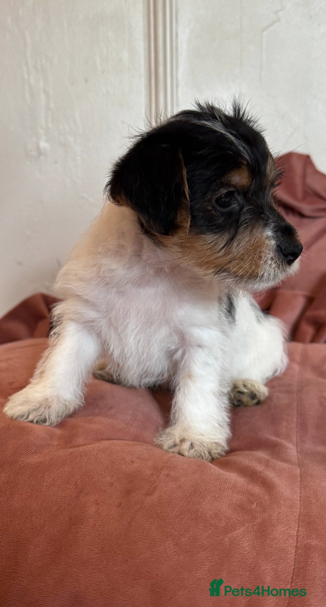 Jack Russell dogs for sale: last little girl - Image 3