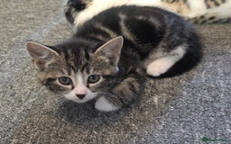 Mixed Breed cats for sale: Kittens  - Image 2