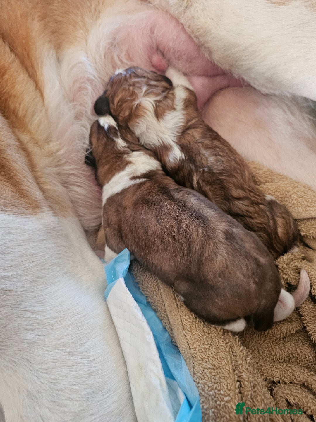 Saint Bernard dogs for sale: 6th Generation St Bernard KC Reg puppies - Image 6