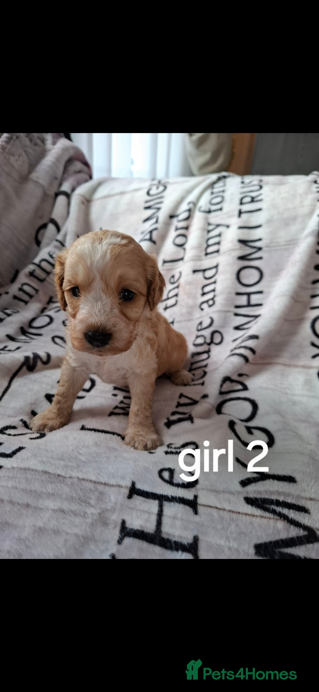 Cockapoo dogs for sale: Beautiful F1 Cockapoo puppies  - Image 8