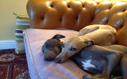 Whippet dogs for stud: BLUE PEDIGREE KC REGISTERED WHIPPET AT STUD in Salisbury - Image 3