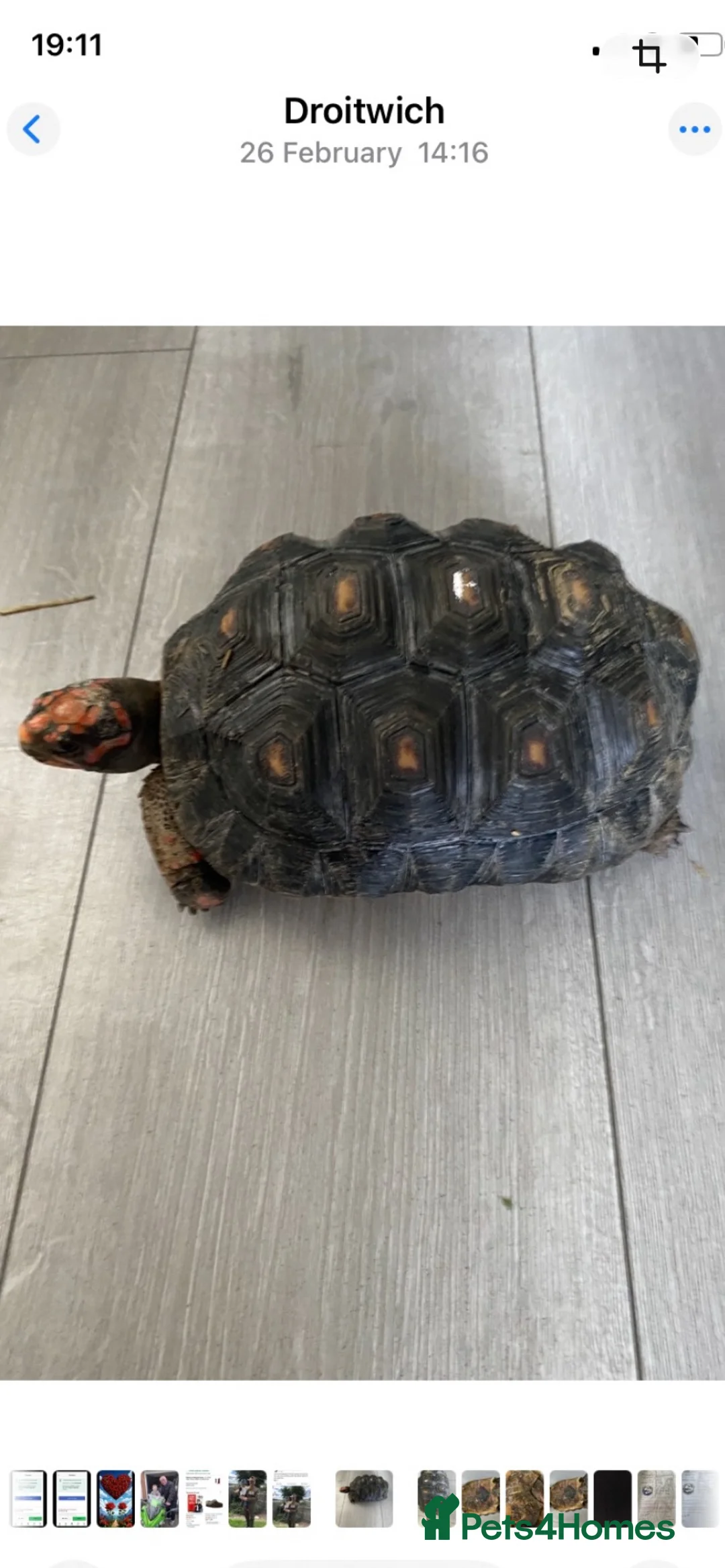 Tortoise reptiles for sale: Red footed tortiose in Droitwich - Advert 2