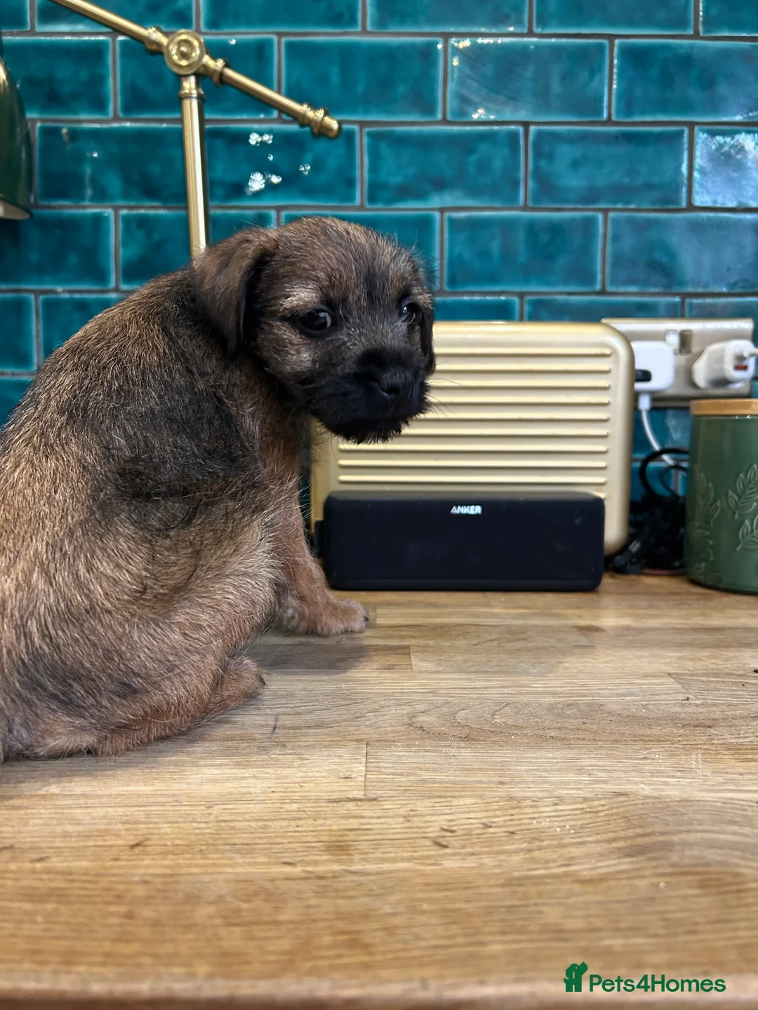 Border Terrier dogs for sale: Female KC registered Border Terrier  - Advert 7