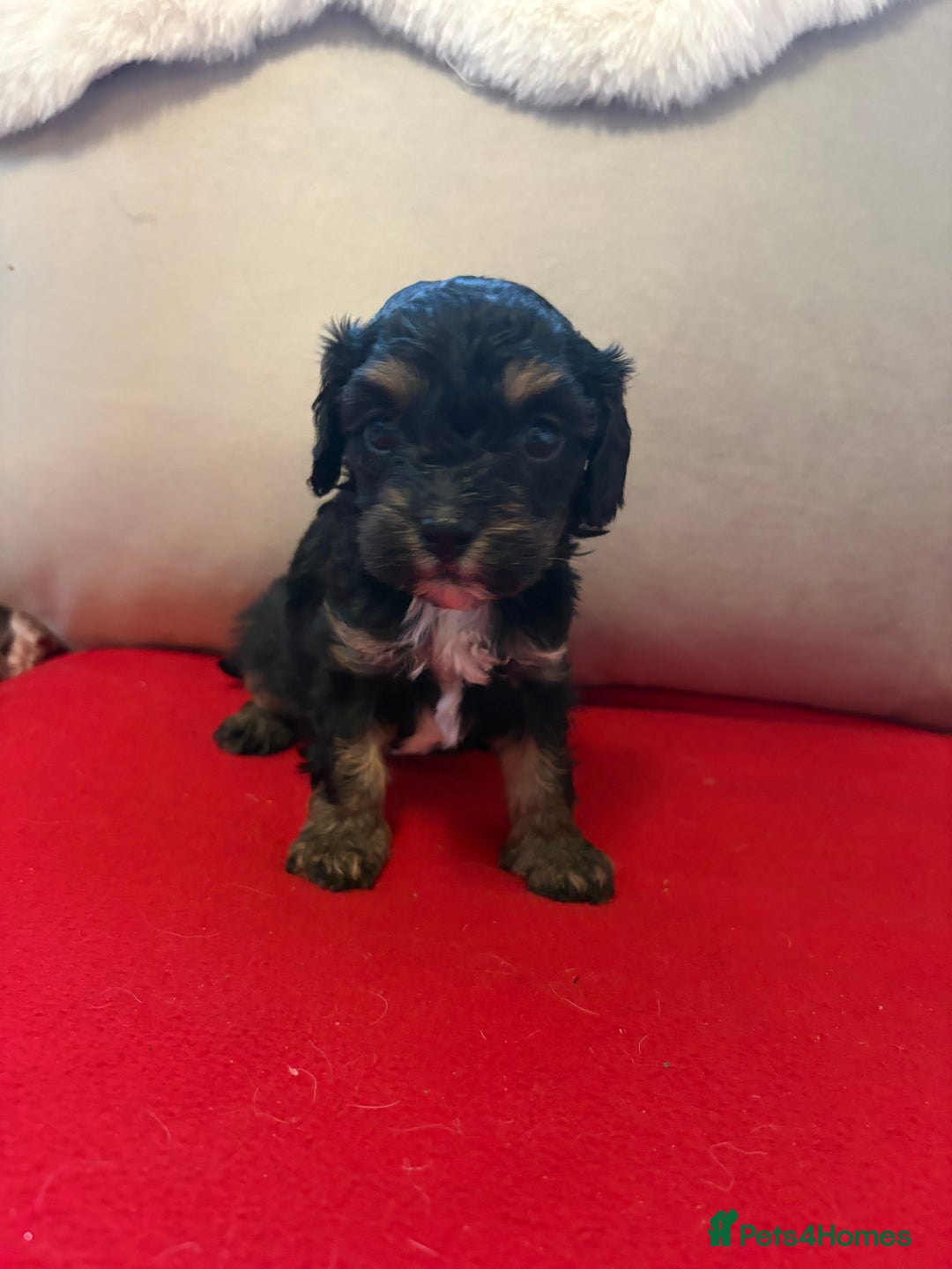 Cavalier King Charles Spaniel dogs for sale: Female Cavalier King Charles Spaniel - Advert 3