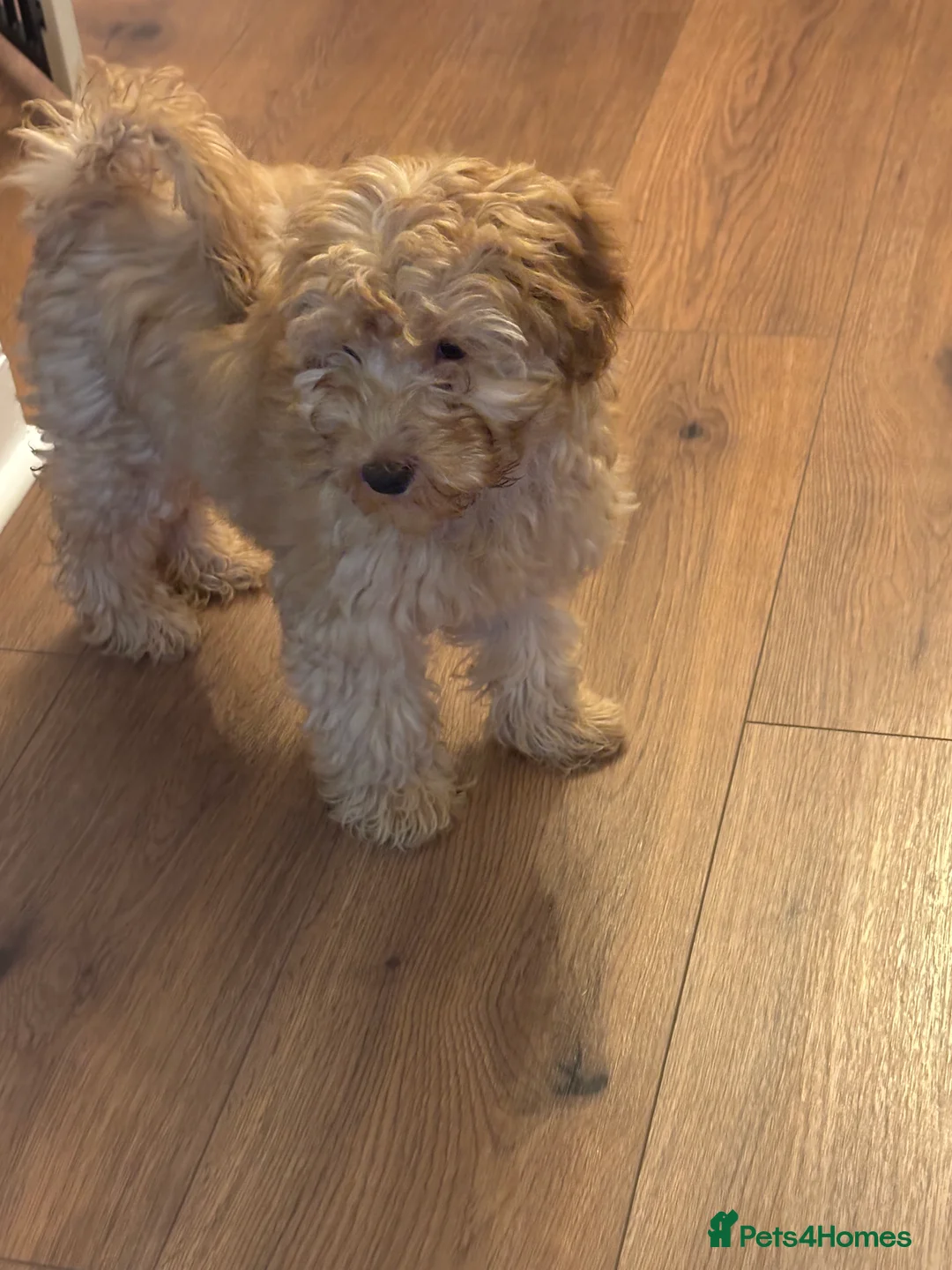 Cockapoo dogs for sale: Cockapoo - Advert 3