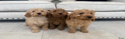 Labradoodle dogs for sale: Stunning miniature multigen labradoodle puppies - Advert 18