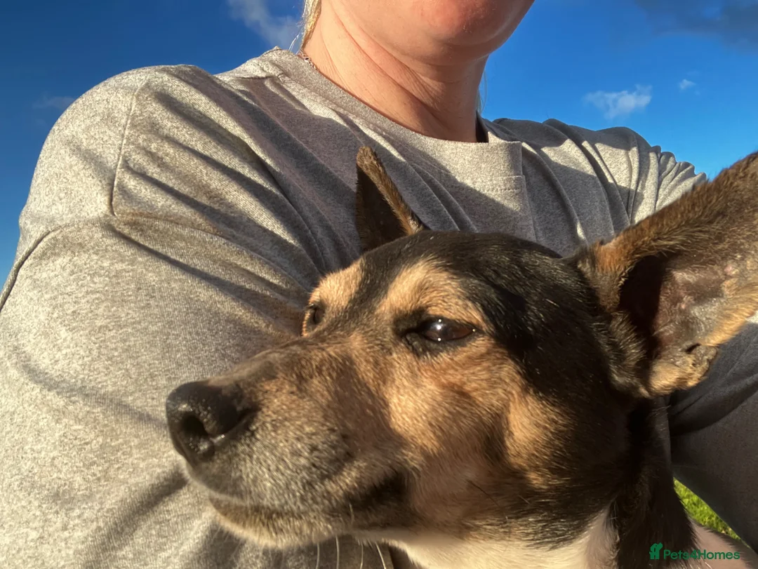 Jack Russell dogs for sale: Mini Jack Russell  - Advert 2