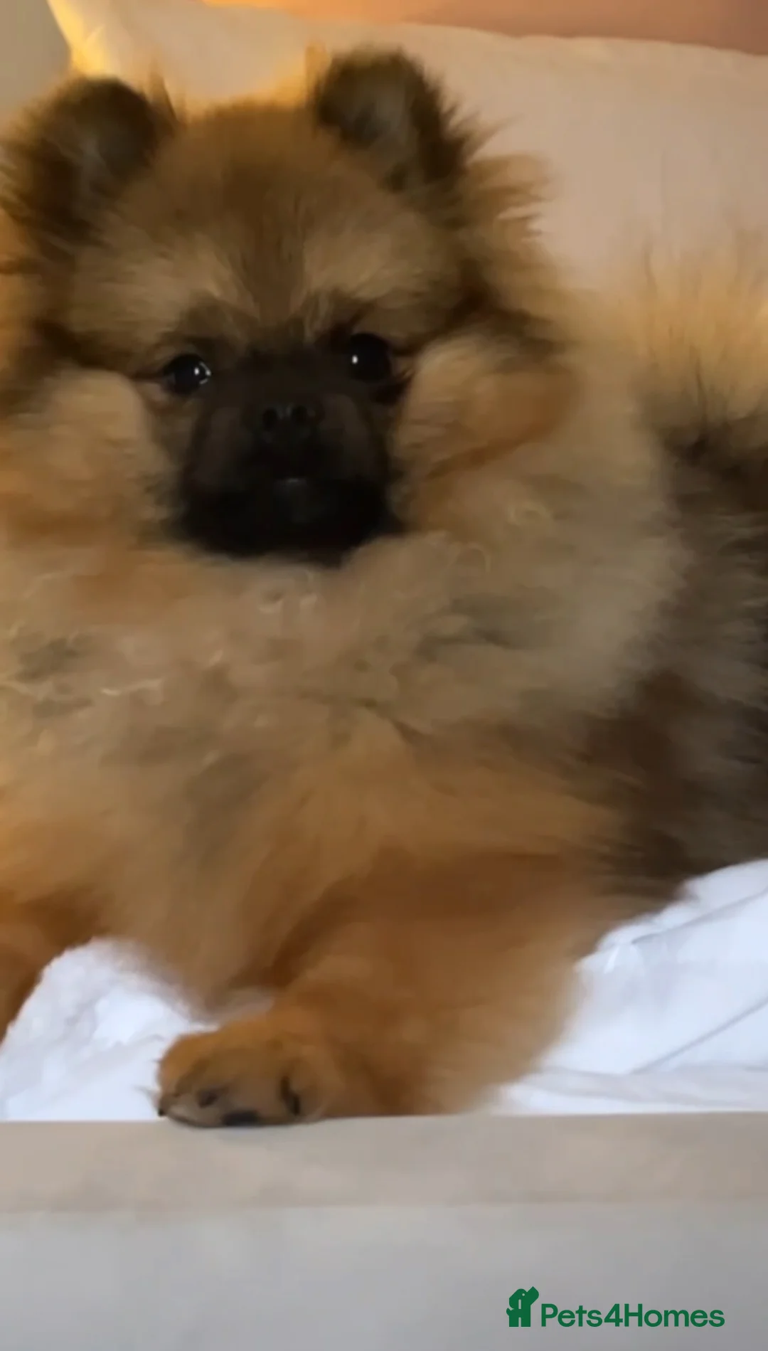 Pomeranian dogs for sale: Girl and boy Pomeranian in Liverpool - Advert 9