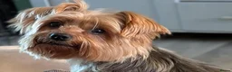 Yorkshire Terrier dogs for sale: ANMACO Yorkshire Terriers KC Ped - Advert 6