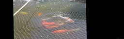 Koi Carp fish for sale: Pond fish mixed ages and sizes in Lancing - Advert 4