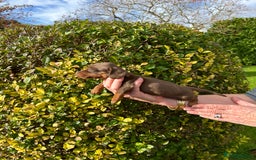 Miniature Dachshund dogs for sale: Kc reg mini dachshunds - Image 6