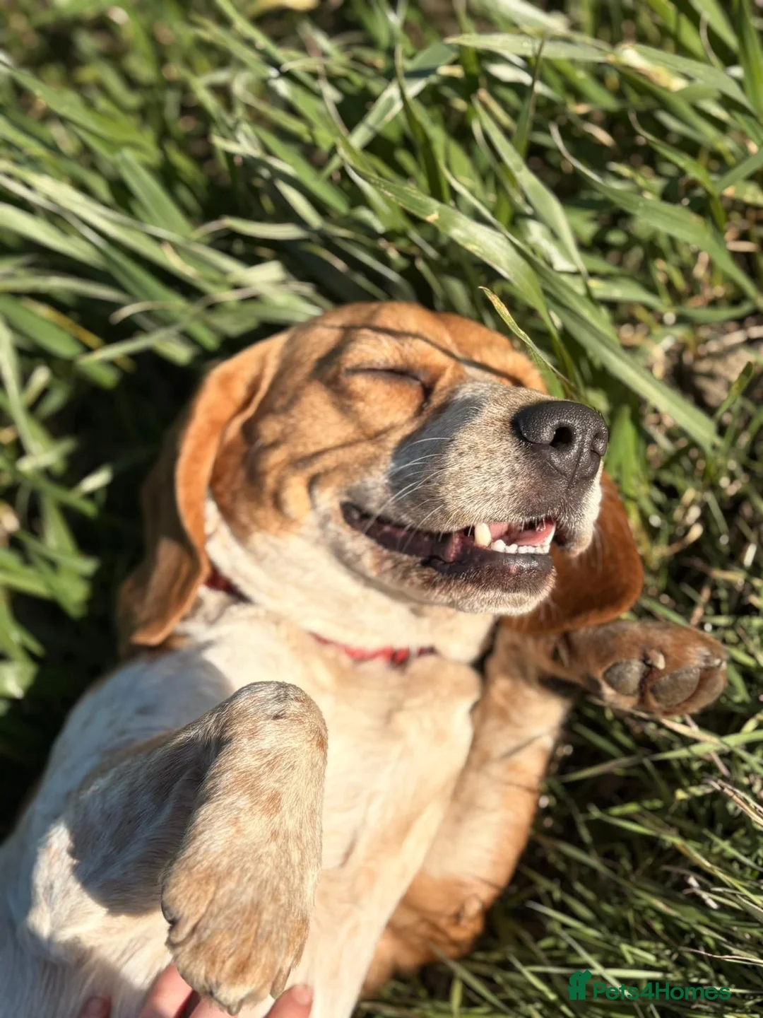 Beagle dogs for sale: Beagle needs new home in Wisbech - Advert 2